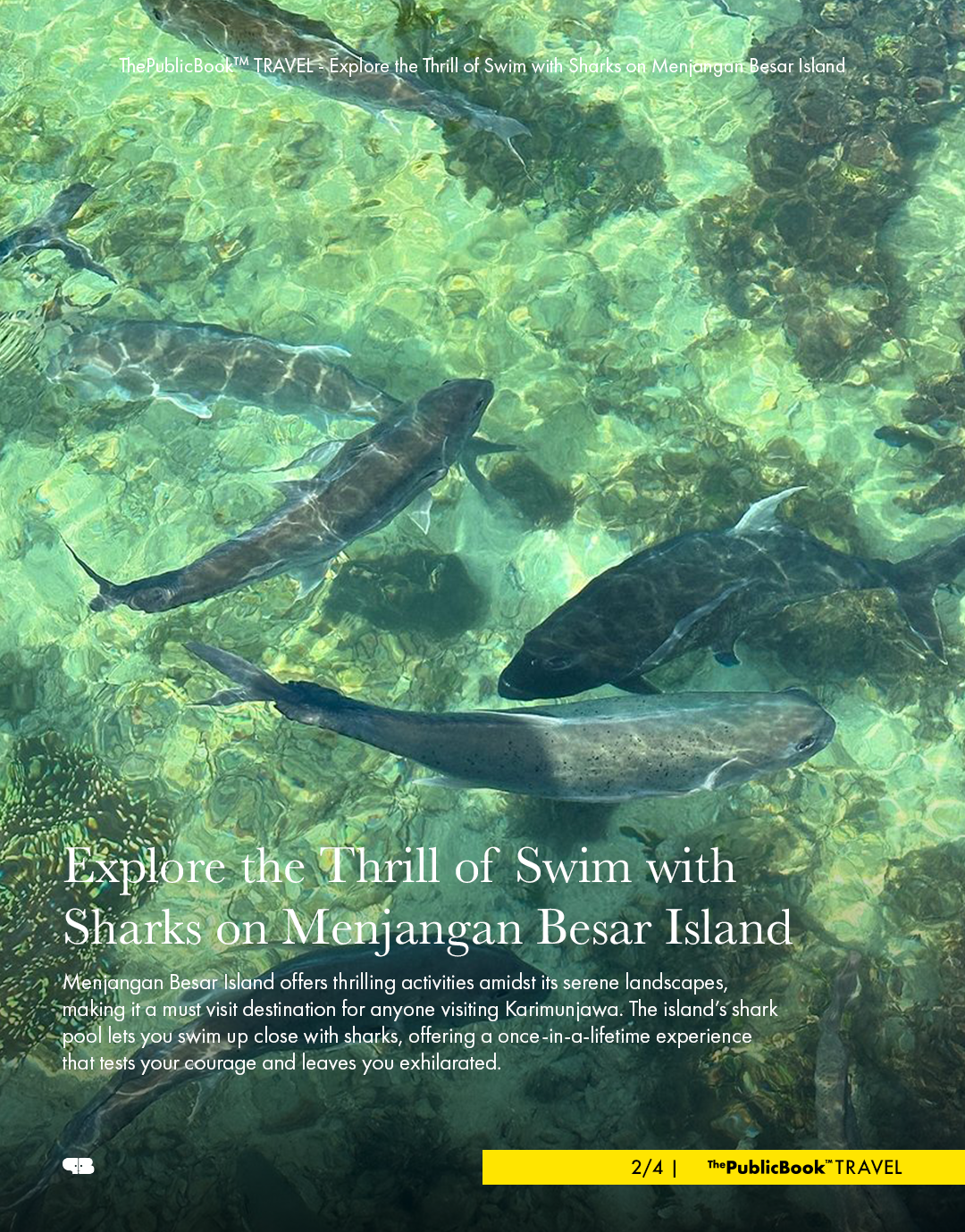 Swim with Sharks in Indonesia